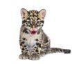 Clouded leopard cub, two months old, Neofelis nebulosa Royalty Free Stock Photo