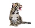 Clouded leopard cub, two months old, Neofelis nebulosa Royalty Free Stock Photo