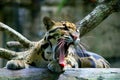 Clouded leopard Royalty Free Stock Photo