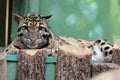 Clouded leopard Royalty Free Stock Photo