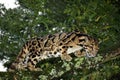 Clouded Leopard, neofelis nebulosa, Adult standing in Tree Royalty Free Stock Photo