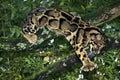 CLOUDED LEOPARD neofelis nebulosa, ADULT STANDING IN TREE Royalty Free Stock Photo