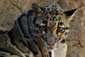 Clouded Leopard Neofelis nebulosa