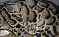 CLOUDED LEOPARD neofelis nebulosa, CLOSE-UP OF FUR Royalty Free Stock Photo