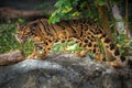 Clouded Leopard Neofelis nebulosa Royalty Free Stock Photo