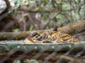 Clouded leopard Neofelis nebulosa sleeps inside of a enclosure at a zoo exhibit Royalty Free Stock Photo