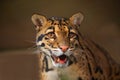 clouded leopard (Neofelis nebulosa) wild cat Royalty Free Stock Photo