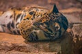 clouded leopard (Neofelis nebulosa) wild cat Royalty Free Stock Photo