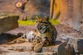 clouded leopard (Neofelis nebulosa) wild cat Royalty Free Stock Photo