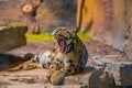 clouded leopard (Neofelis nebulosa) wild cat Royalty Free Stock Photo