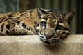 Clouded leopard (Neofelis nebulosa). Royalty Free Stock Photo