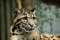 Clouded leopard (Neofelis nebulosa). Royalty Free Stock Photo