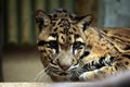 Clouded leopard (Neofelis nebulosa). Royalty Free Stock Photo