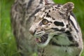 Clouded leopard Neofelis Nebulova big cat portrait Royalty Free Stock Photo