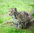 Clouded leopard Neofelis Nebulova big cat portrait Royalty Free Stock Photo