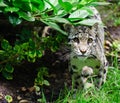 Clouded leopard Neofelis Nebulova big cat portrait Royalty Free Stock Photo