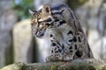 Clouded leopard portrait