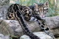 Clouded leopard portrait Royalty Free Stock Photo