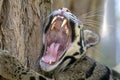Clouded leopard portrait Royalty Free Stock Photo