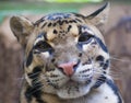 Clouded leopard portrait Royalty Free Stock Photo