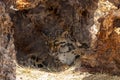 Clouded leopard resting in hollow tree. Royalty Free Stock Photo