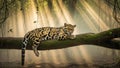 Clouded Leopard Resting Peacefully on a Mossy Branch in a Misty Forest Royalty Free Stock Photo