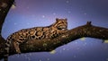 Clouded Leopard Resting Peacefully on a Tree Branch with Fireflies at Night Royalty Free Stock Photo