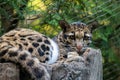 Clouded Leopard Resting on a Tree Royalty Free Stock Photo