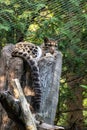 Clouded Leopard Resting on a Tree Royalty Free Stock Photo