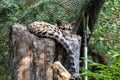 Clouded Leopard Resting on a Tree Royalty Free Stock Photo