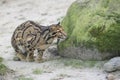 Clouded leopard Royalty Free Stock Photo