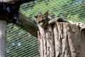 Clouded leopard on a tree trunk in his enclosure at Ouwehands Zoo in Rhenen Royalty Free Stock Photo