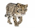 A Clouded Leopard Walking on a solid white empty space Royalty Free Stock Photo