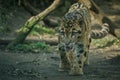 Clouded leopard is walking towards from the shadows to the light Royalty Free Stock Photo