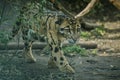 Clouded leopard is walking towards from the shadows to the light Royalty Free Stock Photo