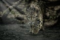 Clouded leopard is walking towards from the shadows to the light Royalty Free Stock Photo