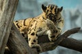 Clouded leopard is walking towards from the shadows to the light Royalty Free Stock Photo