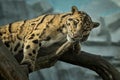 Clouded leopard is walking towards from the shadows to the light Royalty Free Stock Photo