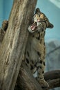 Clouded leopard is walking towards from the shadows to the light Royalty Free Stock Photo