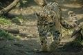 Clouded leopard is walking towards from the shadows to the light Royalty Free Stock Photo