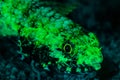 clouded lizardfish fish glows fluorescent green excited by UV light