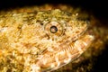 clouded lizardfish head closeup