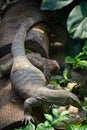 Clouded monitor lizard Royalty Free Stock Photo