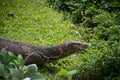 Clouded Monitor Lizard (Varanus nebulosus) on grass