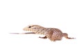 Clouded Monitor, Varanus nebulosus, on white