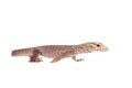 Clouded Monitor, Varanus nebulosus, on white