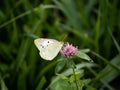 Clouded pale yellow butterfly on clover 2 Royalty Free Stock Photo