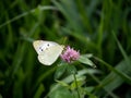 Clouded pale yellow butterfly on clover 1 Royalty Free Stock Photo