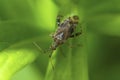 Clouded Plant Bug on a leaf, Neurocolpus Nubilus Royalty Free Stock Photo
