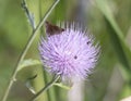 Clouded skipper butterfly on a MilK Thistle Royalty Free Stock Photo